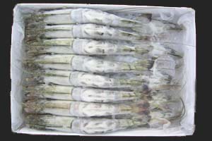 Black Tiger Head On Body Peel Semi I.Q.F Shrimps