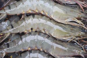 Black Tiger Head On Semi I.Q.F Shrimps