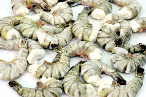 Black Tiger Head Less Shall On I.Q.F Shrimps