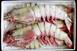 Ocean Tiger Head On Semi I.Q.F Shrimps